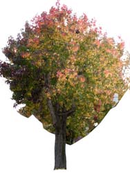 Tree - In Burlingame CA